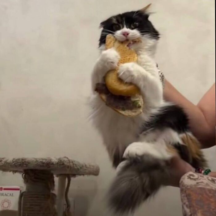 50 Funny And Cute Cat Photos That Might Make You Smile Today, Shared By This Community (New Pics)