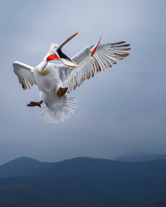 This Photographer Captured 32 Stunning Wildlife Shots That Freeze Animals Mid-Action