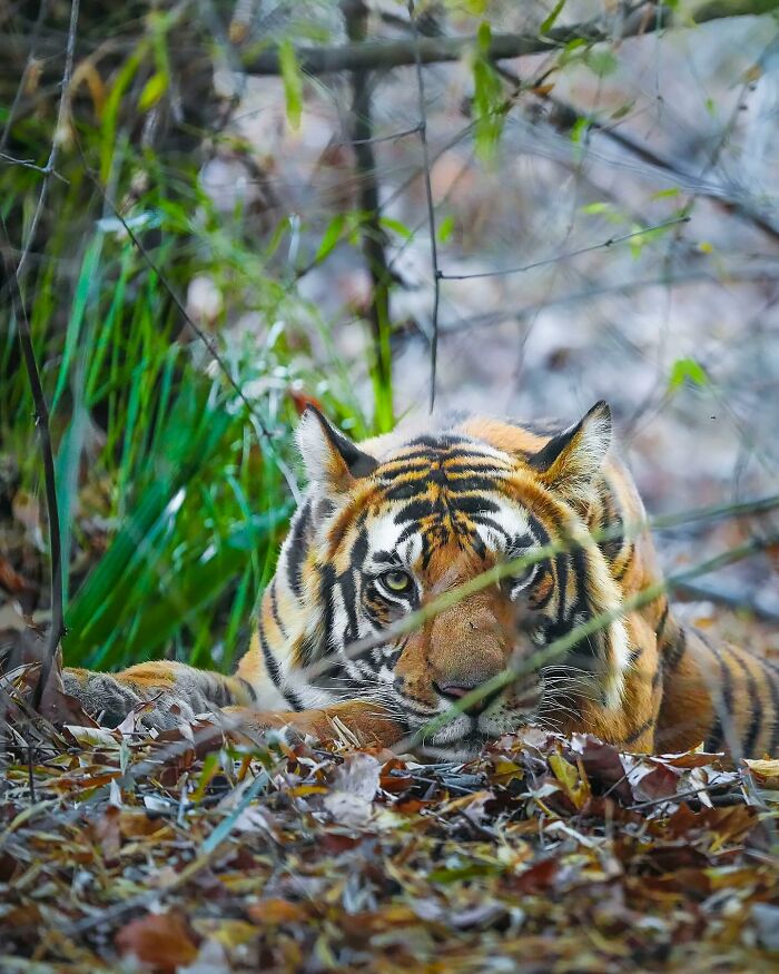 This Photographer Captured 32 Stunning Wildlife Shots That Freeze Animals Mid-Action