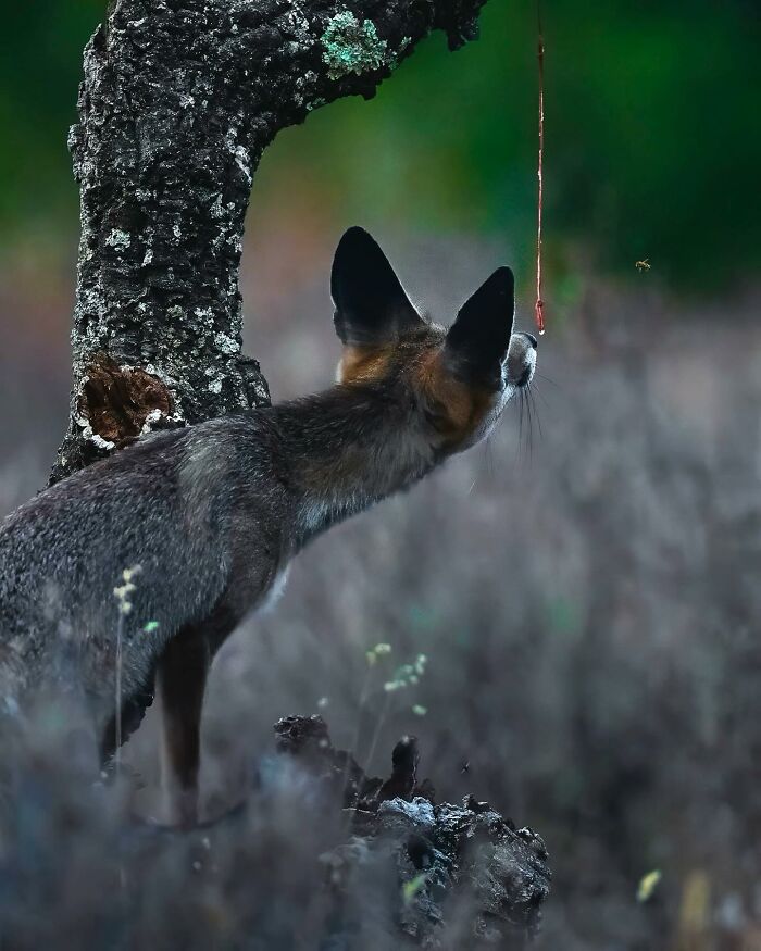 This Photographer Captured 32 Stunning Wildlife Shots That Freeze Animals Mid-Action