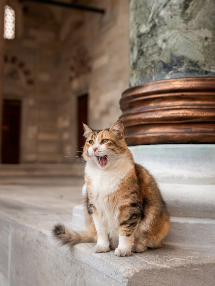 Stray Cats Embracing City Life, As Captured Through The Lens Of This Photographer (40 New Pics)