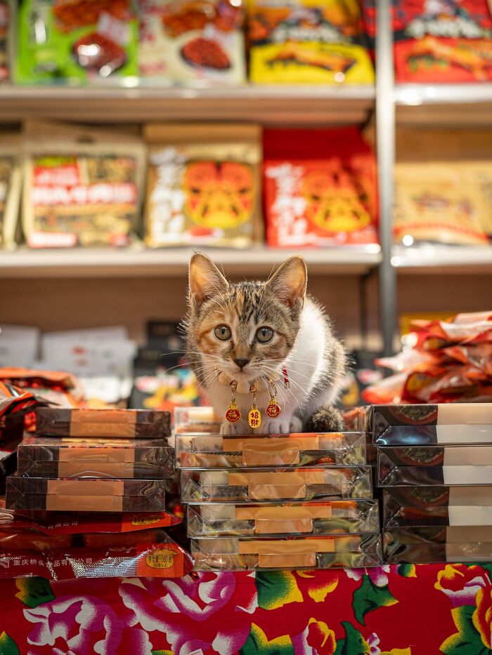 Stray Cats Embracing City Life, As Captured Through The Lens Of This Photographer (40 New Pics)