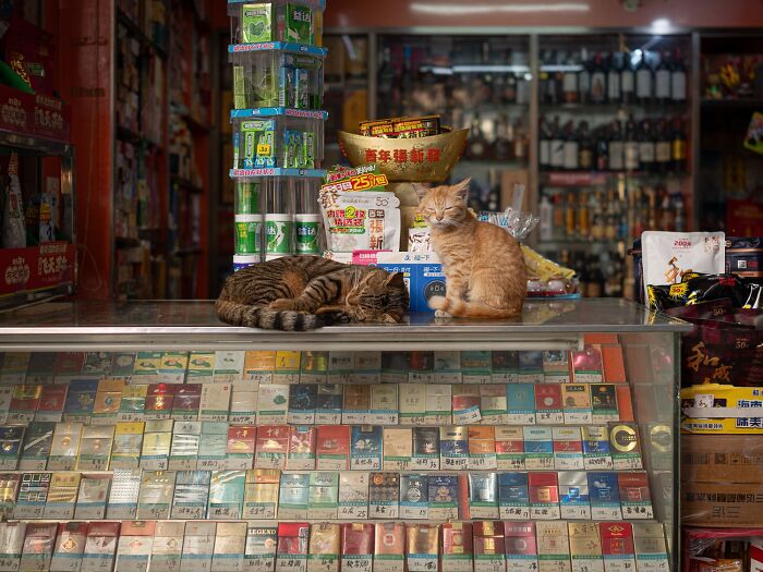Stray Cats Embracing City Life, As Captured Through The Lens Of This Photographer (40 New Pics)