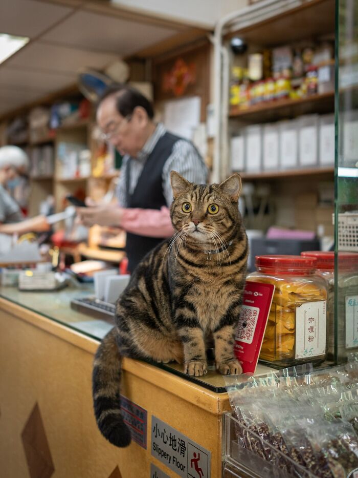 Stray Cats Embracing City Life, As Captured Through The Lens Of This Photographer (40 New Pics)