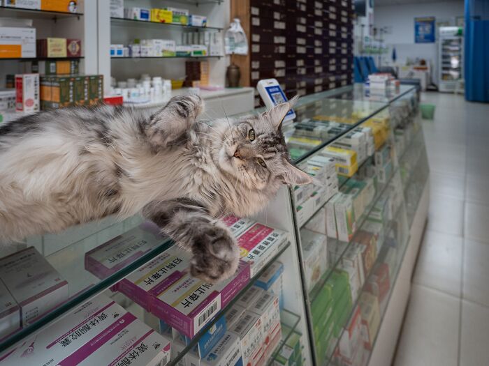 Stray Cats Embracing City Life, As Captured Through The Lens Of This Photographer (40 New Pics)