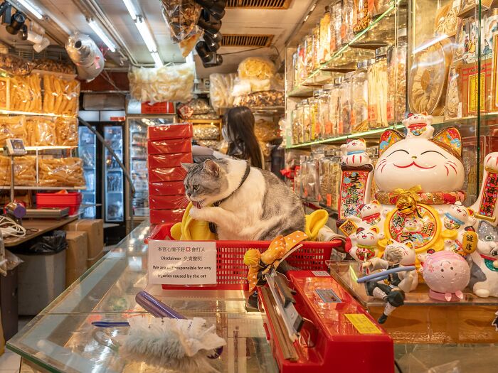 Stray Cats Embracing City Life, As Captured Through The Lens Of This Photographer (40 New Pics)