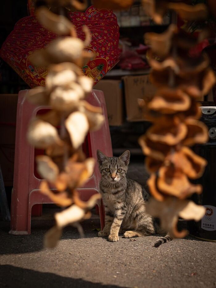 Stray Cats Embracing City Life, As Captured Through The Lens Of This Photographer (40 New Pics)