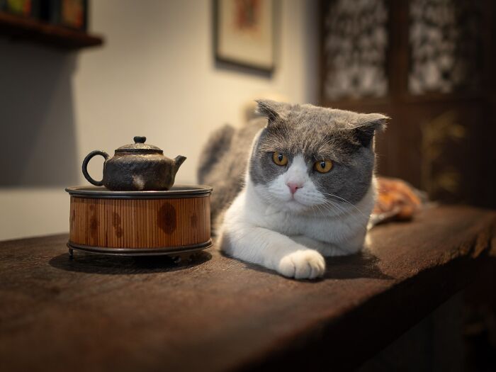 Stray Cats Embracing City Life, As Captured Through The Lens Of This Photographer (40 New Pics)