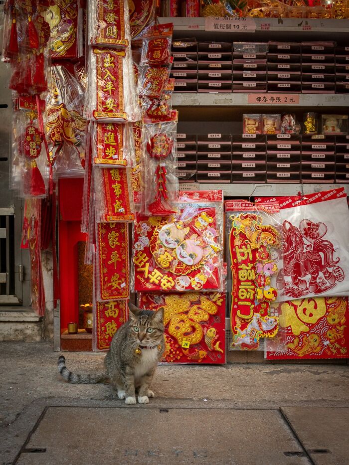 Stray Cats Embracing City Life, As Captured Through The Lens Of This Photographer (40 New Pics)