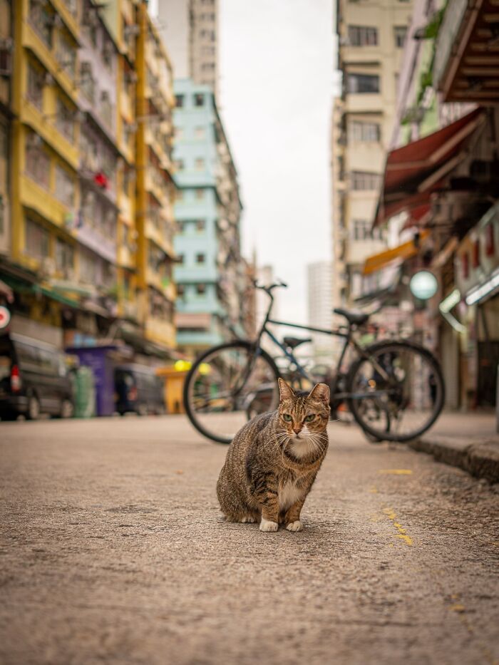 Stray Cats Embracing City Life, As Captured Through The Lens Of This Photographer (40 New Pics)