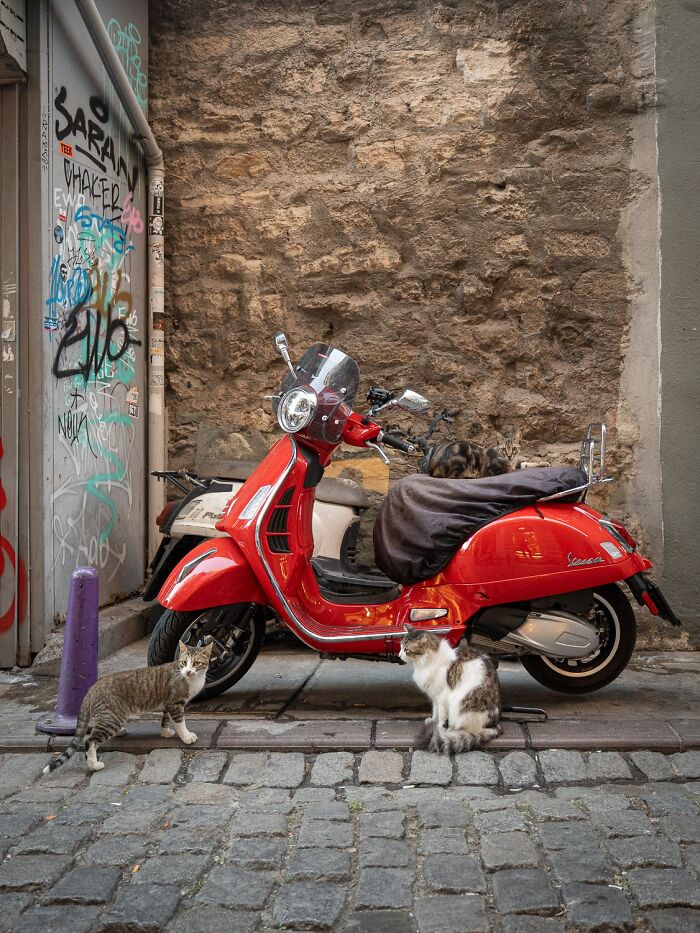 Stray Cats Embracing City Life, As Captured Through The Lens Of This Photographer (40 New Pics)