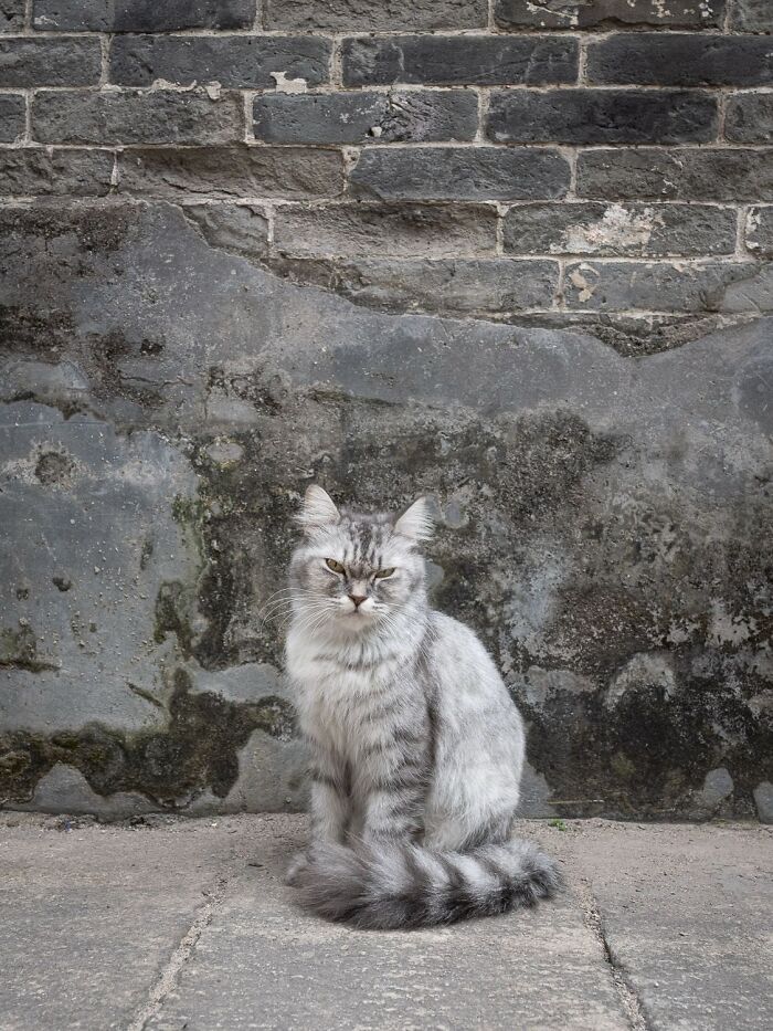 Stray Cats Embracing City Life, As Captured Through The Lens Of This Photographer (40 New Pics)