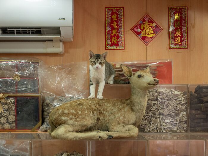 Stray Cats Embracing City Life, As Captured Through The Lens Of This Photographer (40 New Pics)