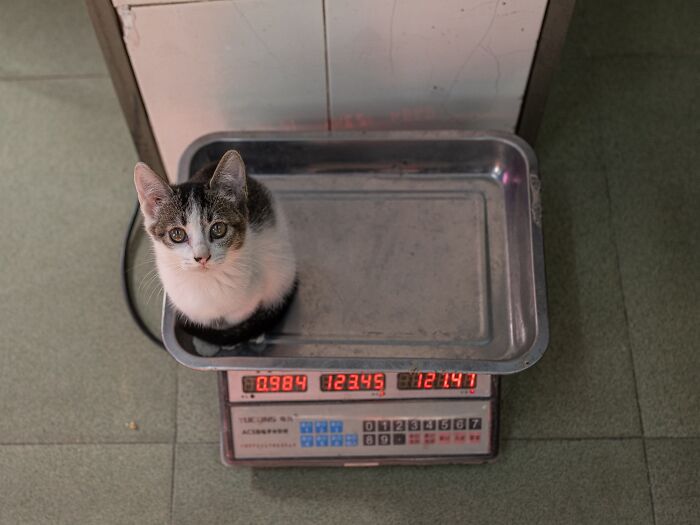 Stray Cats Embracing City Life, As Captured Through The Lens Of This Photographer (40 New Pics)