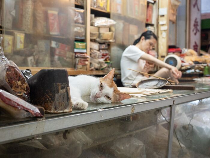 Stray Cats Embracing City Life, As Captured Through The Lens Of This Photographer (40 New Pics)