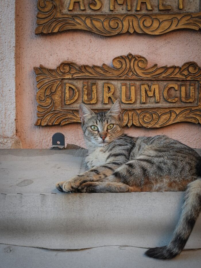 Stray Cats Embracing City Life, As Captured Through The Lens Of This Photographer (40 New Pics)
