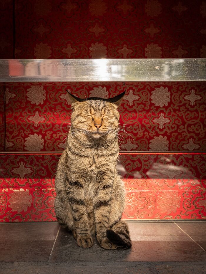 Stray Cats Embracing City Life, As Captured Through The Lens Of This Photographer (40 New Pics)
