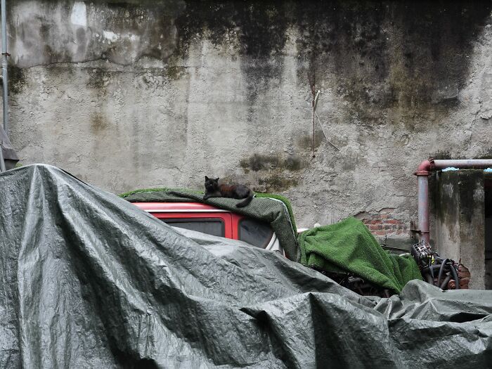 Stray Cats Embracing City Life, As Captured Through The Lens Of This Photographer (40 New Pics)