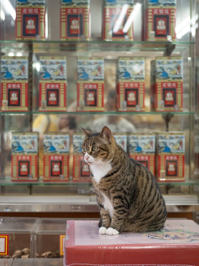 Stray Cats Embracing City Life, As Captured Through The Lens Of This Photographer (40 New Pics)