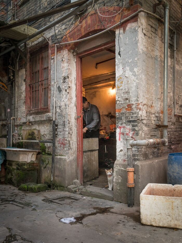 Stray Cats Embracing City Life, As Captured Through The Lens Of This Photographer (40 New Pics)