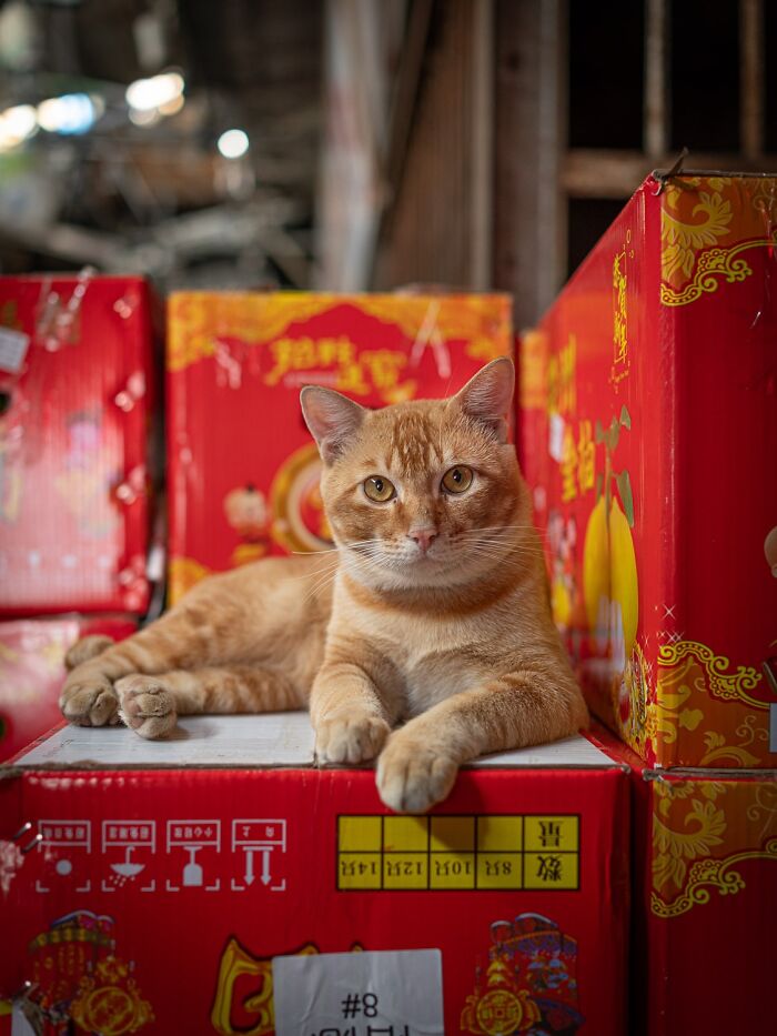 Stray Cats Embracing City Life, As Captured Through The Lens Of This Photographer (40 New Pics)