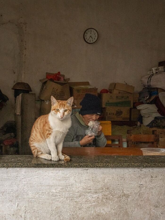 Stray Cats Embracing City Life, As Captured Through The Lens Of This Photographer (40 New Pics)