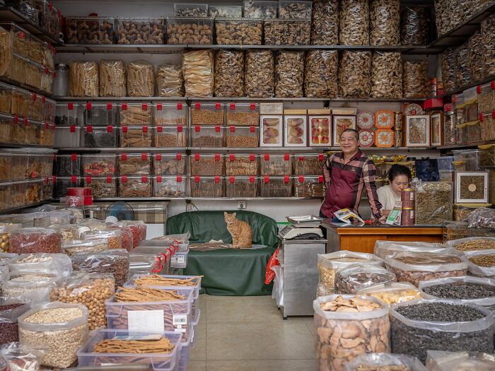 Stray Cats Embracing City Life, As Captured Through The Lens Of This Photographer (40 New Pics)