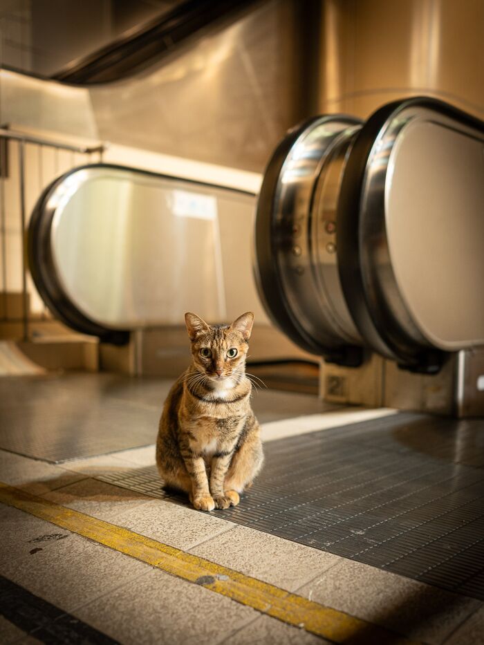 Stray Cats Embracing City Life, As Captured Through The Lens Of This Photographer (40 New Pics)