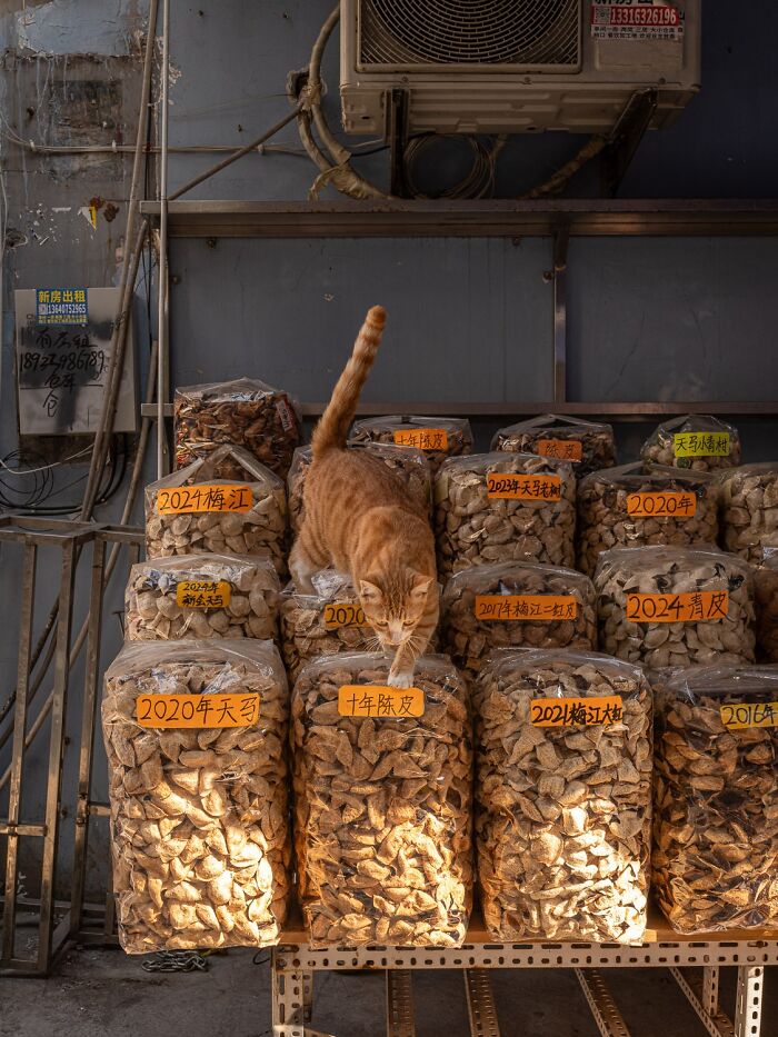 Stray Cats Embracing City Life, As Captured Through The Lens Of This Photographer (40 New Pics)