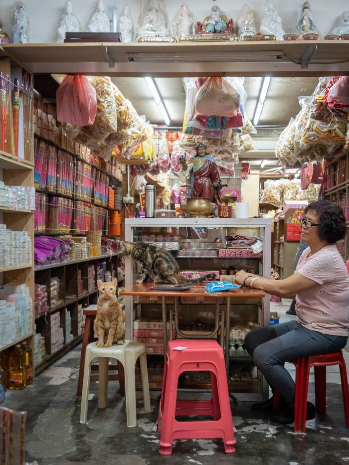 Stray Cats Embracing City Life, As Captured Through The Lens Of This Photographer (40 New Pics)