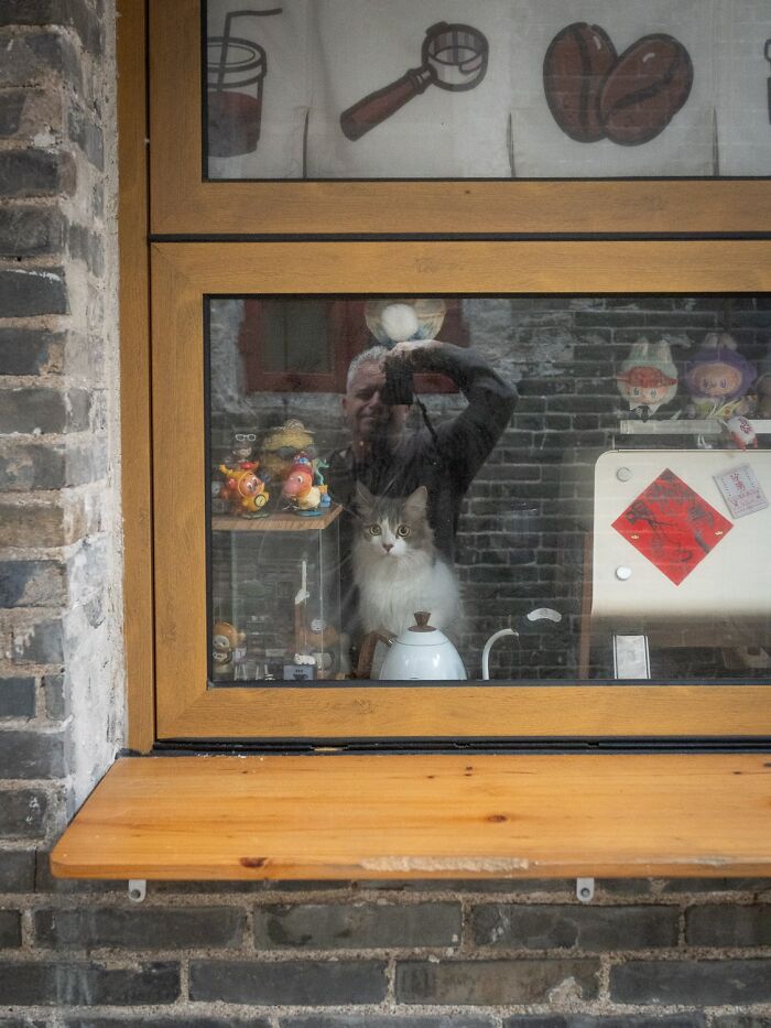 Stray Cats Embracing City Life, As Captured Through The Lens Of This Photographer (40 New Pics)