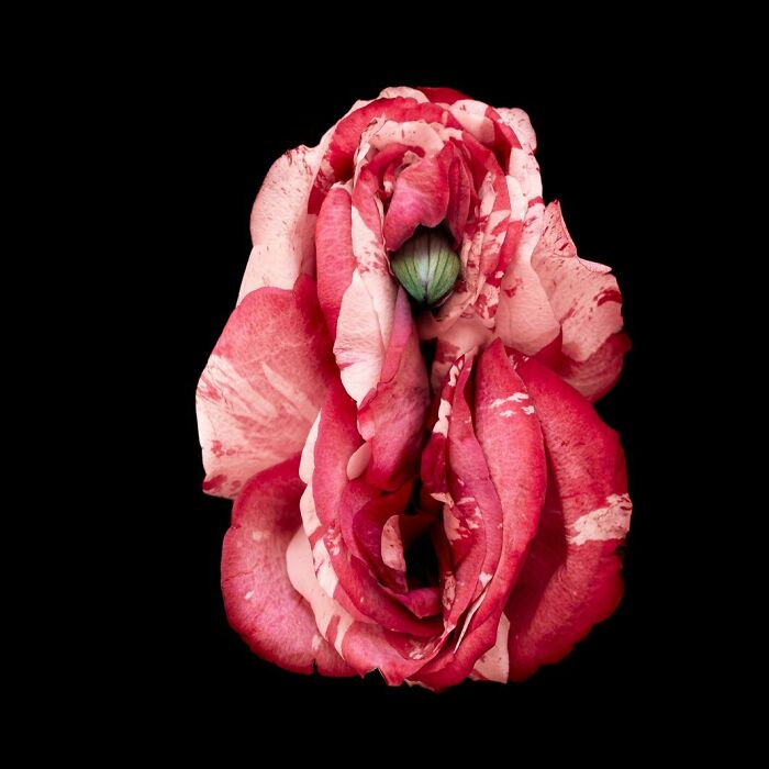 From Flowers To Resistance: 37 Mesmerizing Artworks By This Brazilian Artist About The Female Body