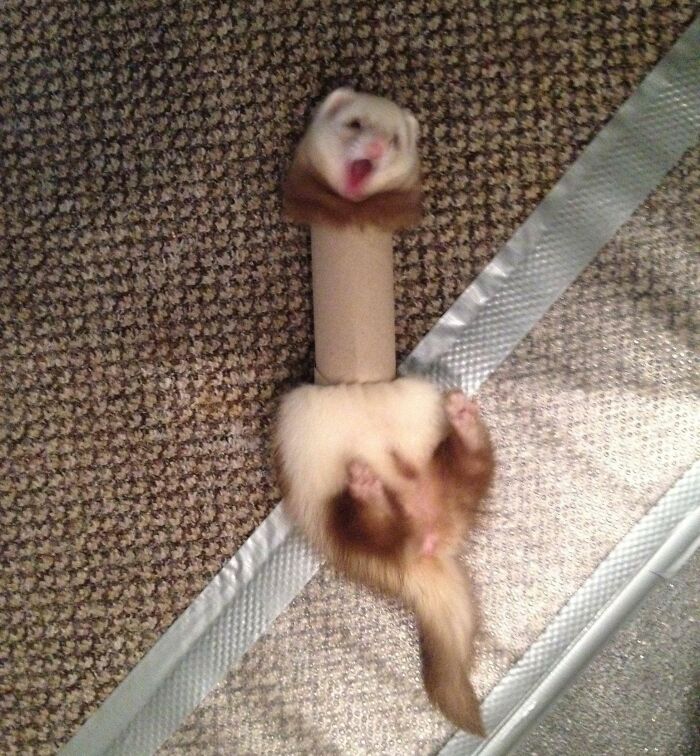 61 Hilariously Dramatic Pets Who Belong In Hollywood