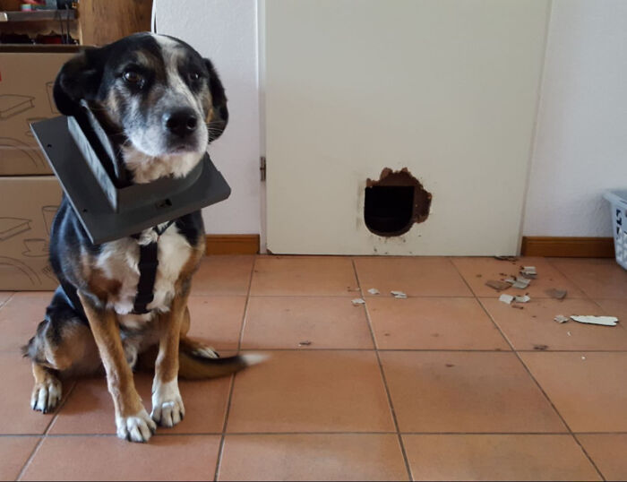 61 Hilariously Dramatic Pets Who Belong In Hollywood