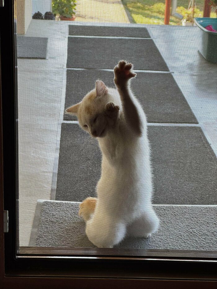 61 Hilariously Dramatic Pets Who Belong In Hollywood