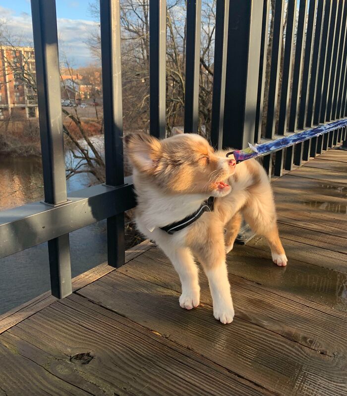 61 Hilariously Dramatic Pets Who Belong In Hollywood