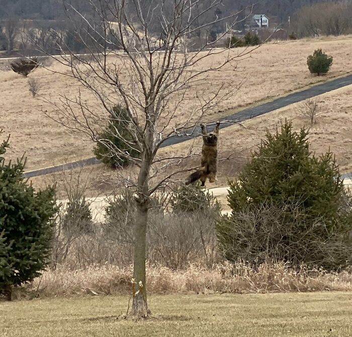 61 Hilariously Dramatic Pets Who Belong In Hollywood