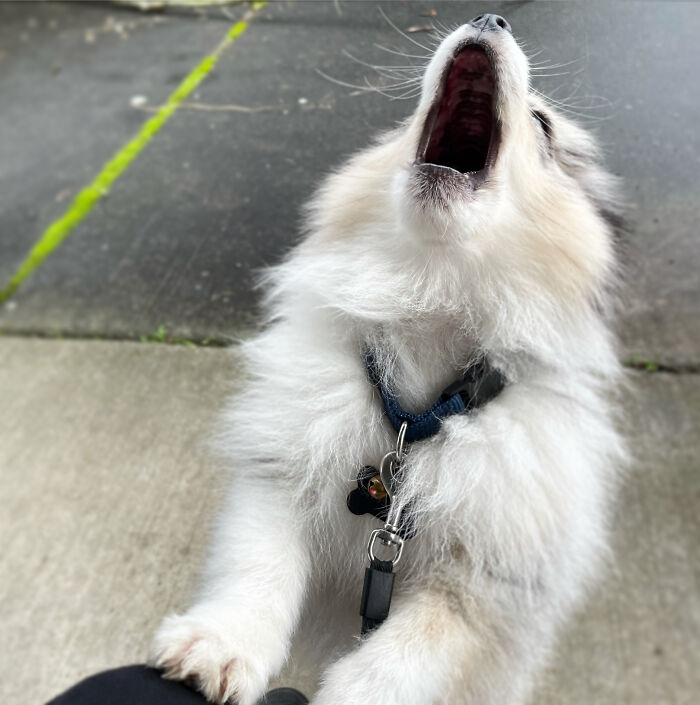 61 Hilariously Dramatic Pets Who Belong In Hollywood