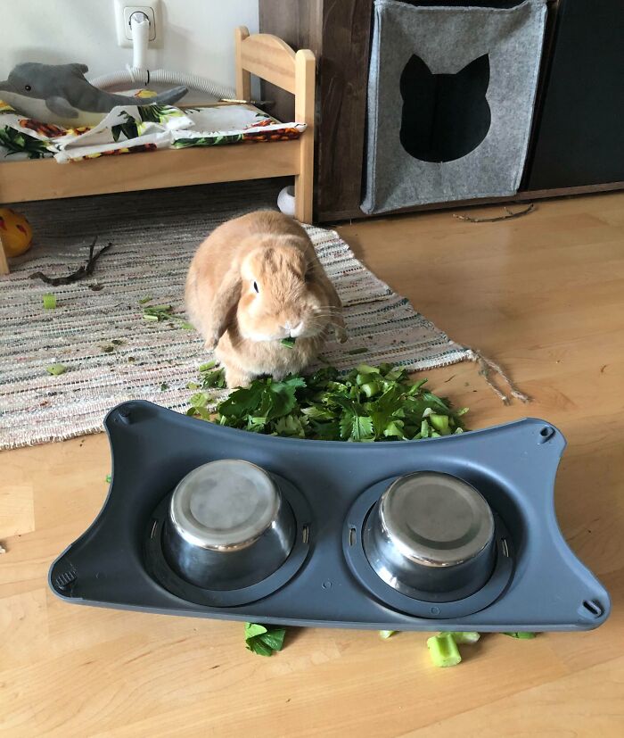 61 Hilariously Dramatic Pets Who Belong In Hollywood