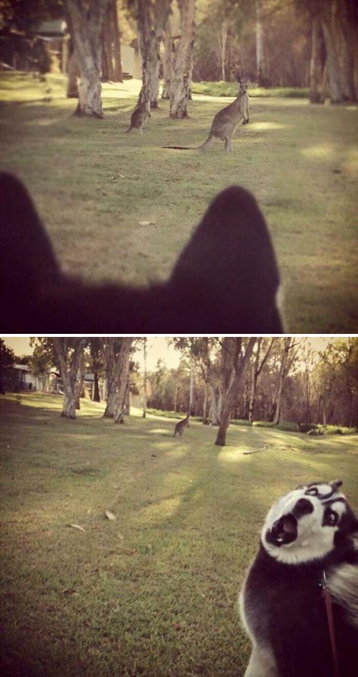 61 Hilariously Dramatic Pets Who Belong In Hollywood