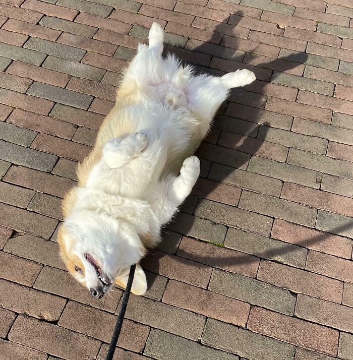 61 Hilariously Dramatic Pets Who Belong In Hollywood