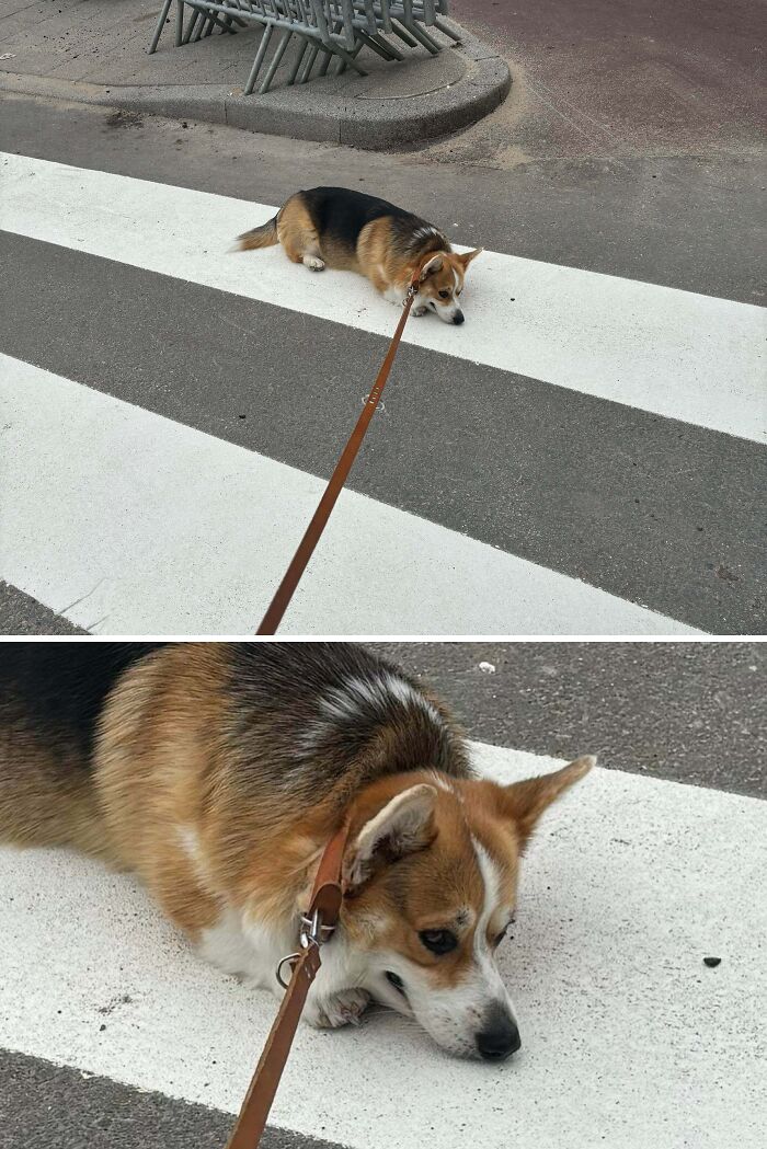 61 Hilariously Dramatic Pets Who Belong In Hollywood