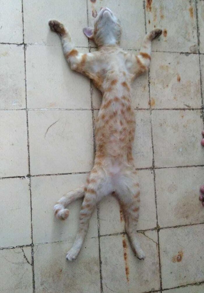 61 Hilariously Dramatic Pets Who Belong In Hollywood