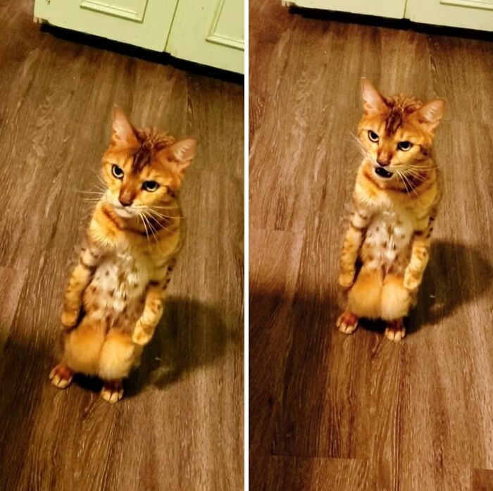 61 Hilariously Dramatic Pets Who Belong In Hollywood