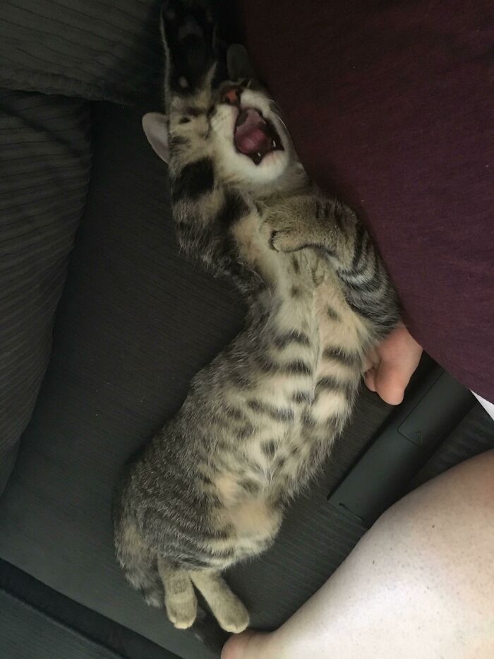 61 Hilariously Dramatic Pets Who Belong In Hollywood