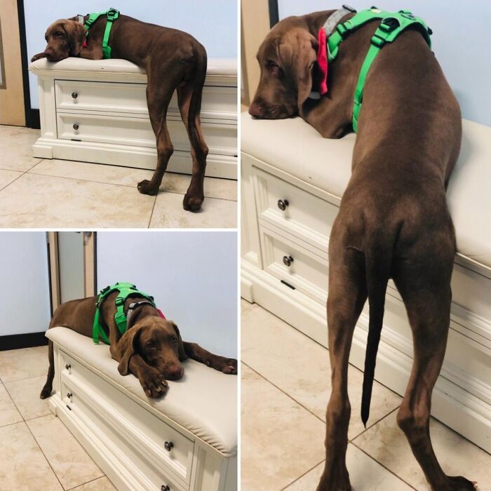 61 Hilariously Dramatic Pets Who Belong In Hollywood