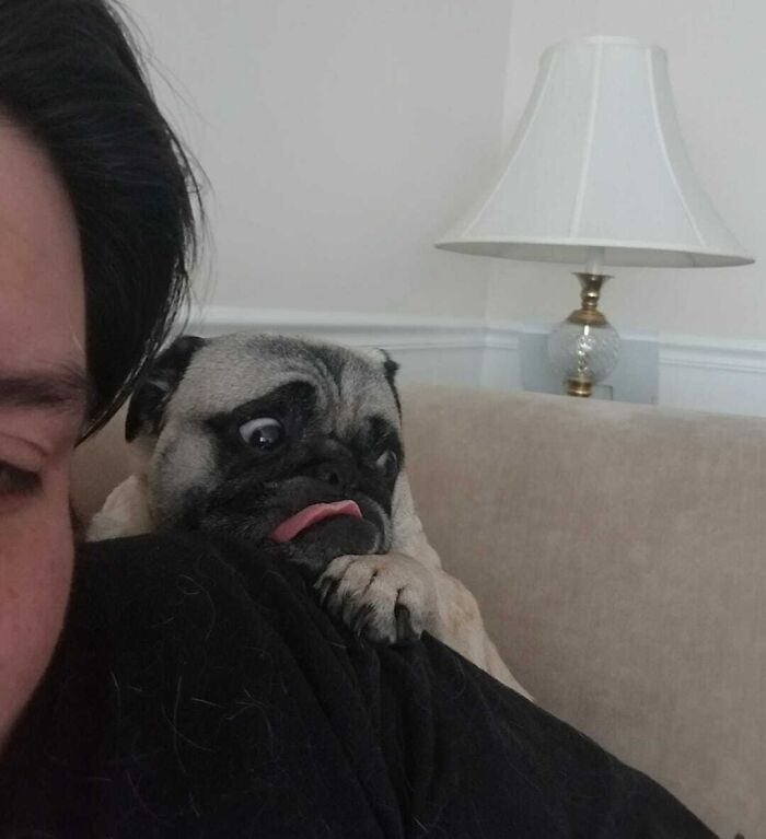 61 Hilariously Dramatic Pets Who Belong In Hollywood