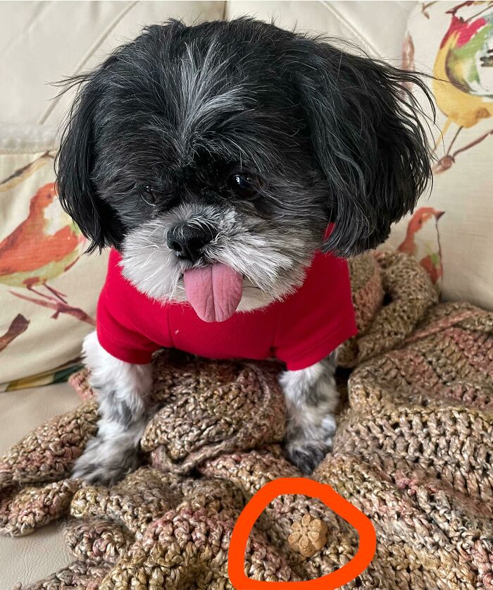 61 Hilariously Dramatic Pets Who Belong In Hollywood