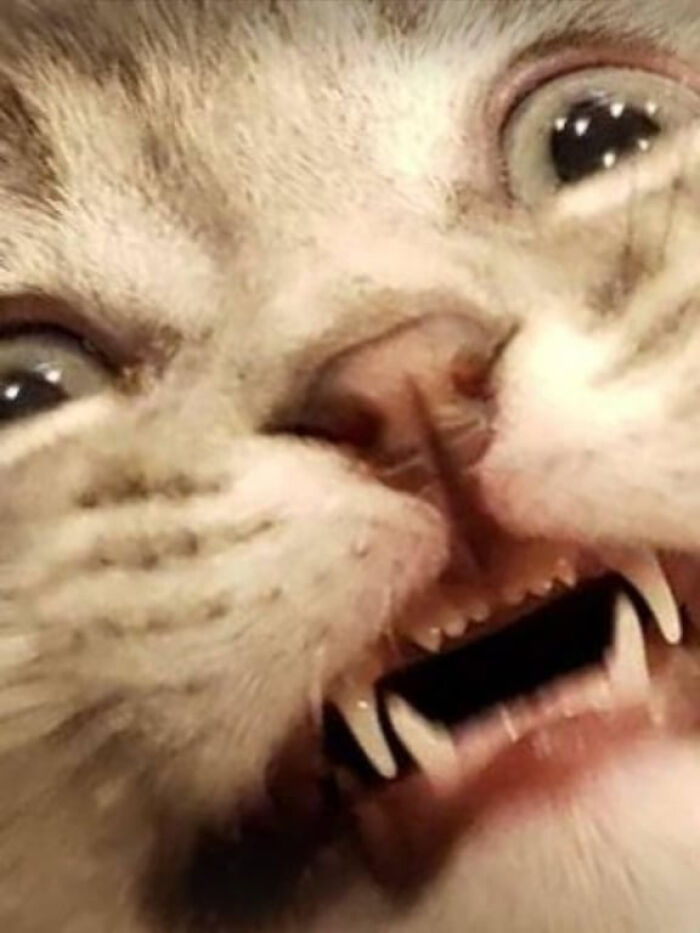 61 Hilariously Dramatic Pets Who Belong In Hollywood