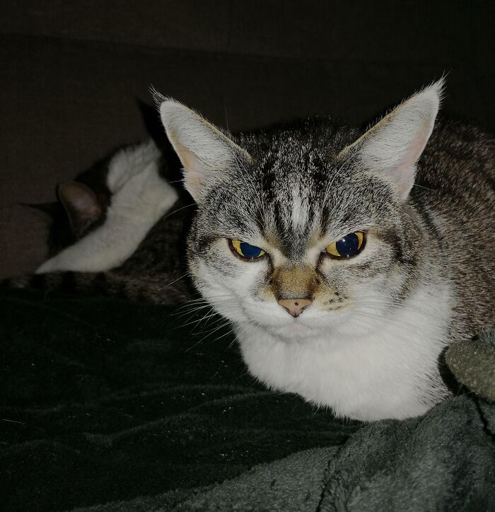 61 Hilariously Dramatic Pets Who Belong In Hollywood